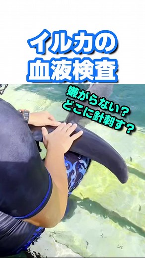 イルカの血液検査方法と特殊能力について