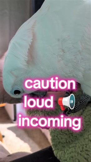 #furbythebirb is #tired and #readyforbed | screaming in the bathroom prank on brother