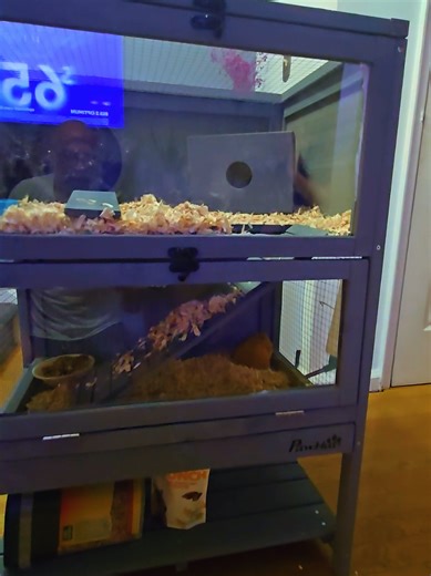 Mini the Hamster: Discover Her New Cage Home