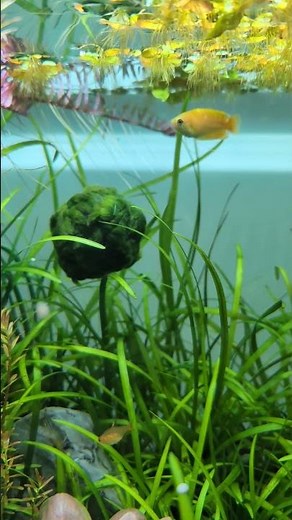 Floating Marimo Moss Ball 🏀 #aquascape