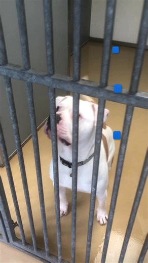Gus P-logs (Pup vlogs!) Step into our Gussies paws for the day! Gus is waiting ever so patiently for his forever home to come along, but in the meantime, he’s flirting with the ladies here and getting plenty of playtime and walkies with the lads xx 🏠 Forever Home Needed! 🐾 Name: Gus Age: 2 Breed: American Bulldog Size: Medium Temperament: Gus is a friendly boy who just loves his walks and having some fun in the sun! Behaviour with other dogs/ cats: Gus can be choosy with dogs. He is ok on walk