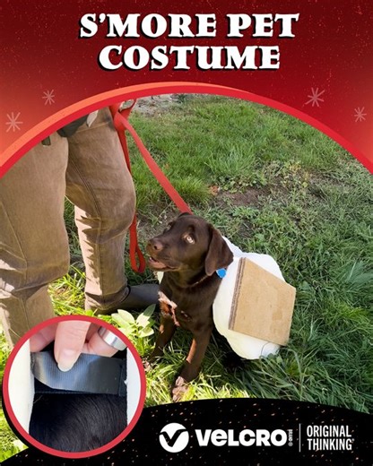 Maggie’s Halloween costume is officially too sweet to handle. 🍫🐾🔥​ Drop a 🐶 in the comments if you’re loving her look as much as we are!​ EASY. DOES IT.™ #DogCostume #HalloweenPup #PetCostume #Smore | Velcro Brand