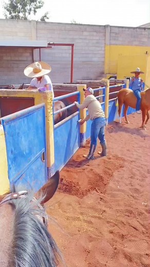 Rodeo Preparation: Equestrian Skills in Action