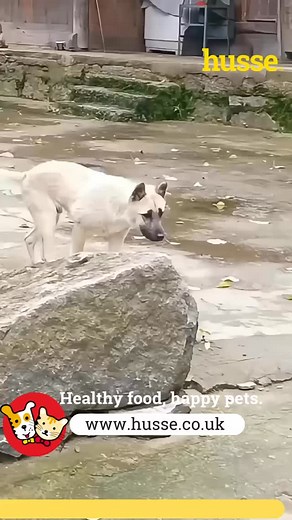 1.6K reactions · 141 shares | Feed Them the Best - Feed Husse .www.husse.co.uk #PetindustryJobs, #PetCareers, #AnimalLoverJobs, #FranchiseOpportunities, #BeYourOwnBoss, #Entrepreneurship, #UKFranchising, #VanBusiness, #WomanBusiness #husse_UK #healthy #pet_foods #happy #pets #franchise #cats #dogs | Husse UK | Facebook