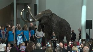 Mammoth unveiled in Royal Alberta Museum lobby