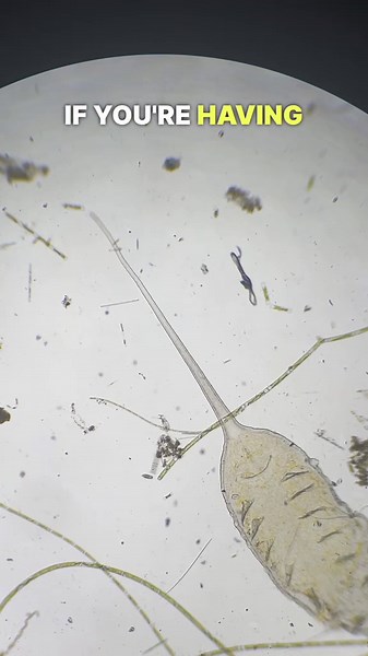 The cute side of the microscopic world