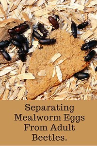 mealworm-beetle-eggs