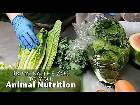 Bringing the Zoo to You: Animal Nutrition