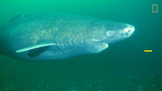 155K views · 180 reactions | Also known as the Grey Shark, Greenland Sharks are massive and spend most of their time in the icy darkness, relying on their sense of smell to locate food on the sea floor. Sharkfest continues tonight on National Geographic! | National Geographic TV | Facebook