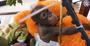 11K views · 633 reactions | We are currently caring for more than 100...