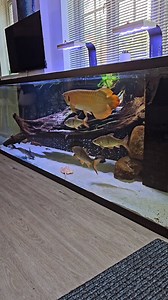 7.7K views · 241 reactions | Violet the dragon  - Monster fish...