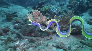 Usually when we see ribbon eels their bodies are hidden in the reef and only their heads are exposed. Have you seen one swimming before? This species of eel is amazing when free swimming and you can see where it gets its name from! Like and follow us for more epic footage. www.BaliScuba.com #UnderwaterVideography #RibbonEel #BaliScuba #BaliDiveCentre #Tulamben #DiveToday #MarineBiology Marine biology Backscatter Underwater Video & Photo | Bali Scuba