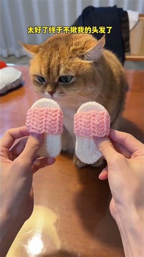 【牛奶是只猫】#猫咪的迷惑行为 #桌宠 天冷了，猫咪也有自己的小鞋子了