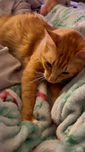 Curious Cat Making Biscuits: A Funny Encounter