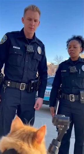 🥇1st AImendment Auditor Cat #constitution #usa #fAIk