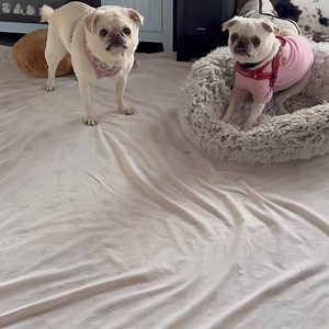 2K views · 227 reactions | WWP “World Wrestling Pug Federation” In Da House 祿‍♀️酪 Referee Chi Has It Under Control 藍 CAGE FIGHTING NEXT 朗藍 #wrestlingpugs #pug #pugs #crazypugs #surfpug #surfgidgetthepug #puglife #pets #dailyfluff #wrestling #thursdayvibes #dogwrestling #crazypugs #whitepug #crazydogs | Surf Gidget The Pug | Facebook