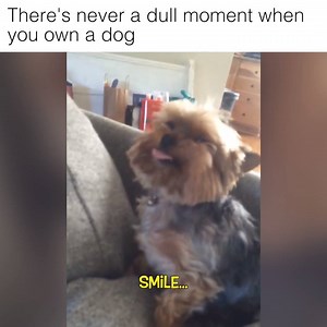 9.4M views · 69K reactions | This is why I love dogs  | Howlers | Facebook