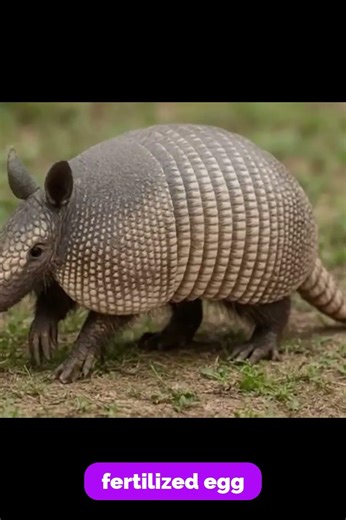 Amazing Armadillo Facts You Won’t Believe!#shortvideo #armadillo