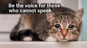 30 reactions · 34 shares | April is Prevention of Cruelty to Animals...