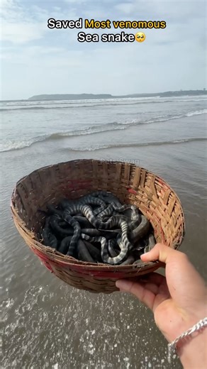 Rescue mission: 100+ sea snakes back to the ocean 🥺