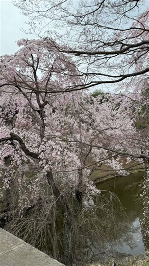 上田城跡公園 さくら 絶景