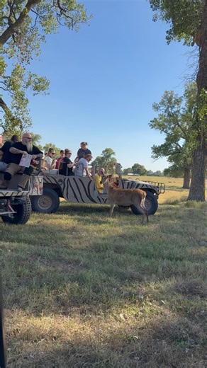 Moon River Ranch Official Page | Moments like this are what make our safari truly unforgettable 🦌🤍 Getting up close, feeding the animals, and watching their curiosity is... | Instagram