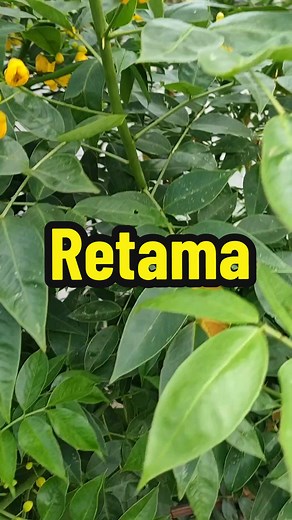 Retama: Especies, Usos y Beneficios Ecológicos