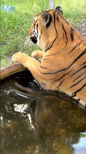 VOLUME UP! Tiger Moo