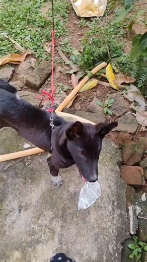 #funnyvideo #dog# viral#short