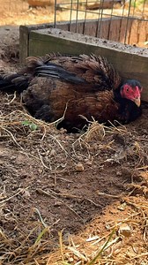 Asil hen taking a dust bath | Boneyard farm