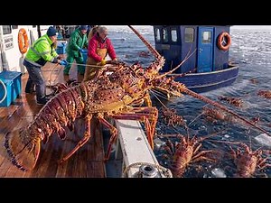 The Most Dangerous Lobster Ever Caught? | Coastal Lobster