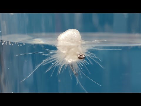 Fly Tying - Carp Dry Fly