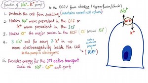 16 reactions | Cell Membrane Physiology | Quick Review | Medicosis Perfectionalis | Facebook