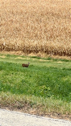 131 reactions · 10 comments | See quite a few deer moving this morning #Wisconsin #whitetail #deer #nature | Coppervine Feeders | Facebook