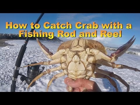 How to Catch Crab with a Fishing Rod