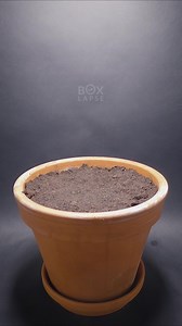 114K views · 3.5K reactions | Spring Flowers https://boxlapse.info/ | Boxlapse | Facebook