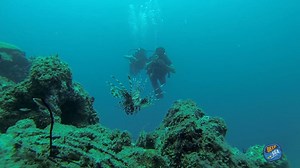 33K views · 183 reactions | Into the deep blue! Dive with inme this...