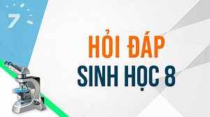 Nêu cấu tạo và chức năng của động mạch, tĩnh mạch, mao mạch? - Nguyễn Việt Hồng
