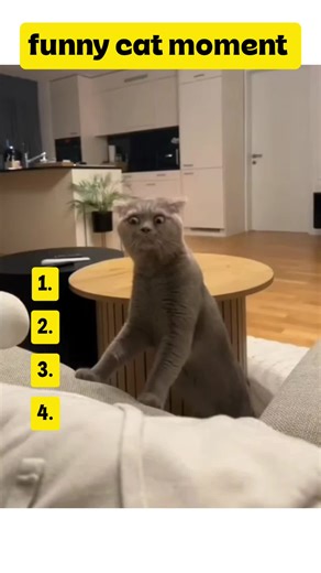 Hilarious Acting Cat Moments