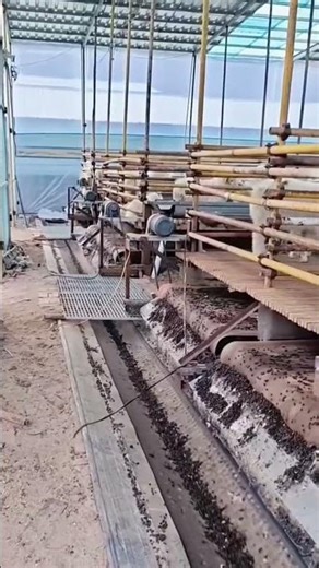 Smart Sheep Manure Cleaner #Livestock #FarmHacks