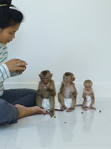 Cute Baby Monkey Bom's Family | Mr Bon