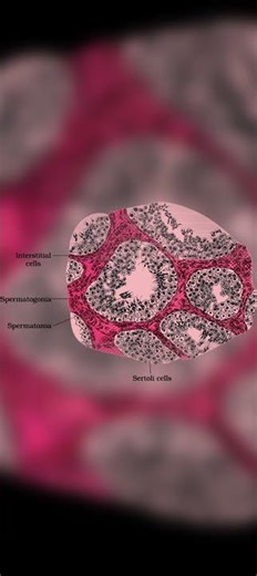 #All diagram of human reproduction