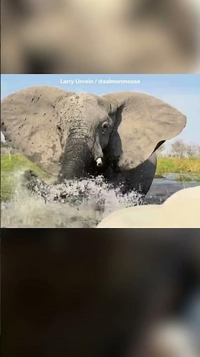 Terrifying video shows elephant charge at tourists amid safari
