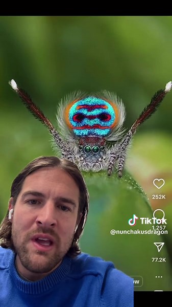 Hindenburg Spider and Other Fascinating Arachnids in Nature