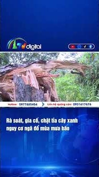 Rà soát, gia cố, chặt tỉa cây xanh nguy cơ ngã đổ mùa mưa bão