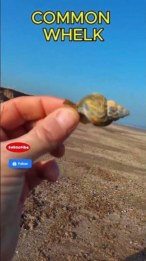 Nice Whelk Shell Found on Yorkshire Coast North Sea Beachcombing!
