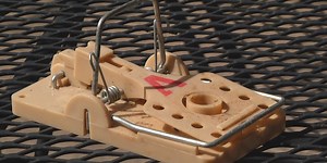 Brown County gives out free rat traps