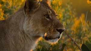 46 reactions | Discover the secret lives of wild animals 女  輦  | The Dodo | Facebook