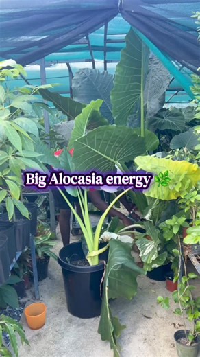 The Green Farmer TT on Instagram: "Big Love by Fleetwood Mac sets the mood while our Green Farmer team prunes these huge Alocasia Elephant Ear – green and albo 🌿💚 Careful pruning keeps these giants healthy, encourages fresh new growth, and lets those dramatic leaves shine even more. This is what plant love looks like — hands-on care, patience, and lush results. Alocasia Elephant Ear - Big leaves. Bold presence. Pure tropical drama 🌿🐘 If you want a plant that turns heads the moment you walk i
