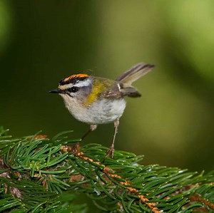 All about the Firecrest - GardenBird